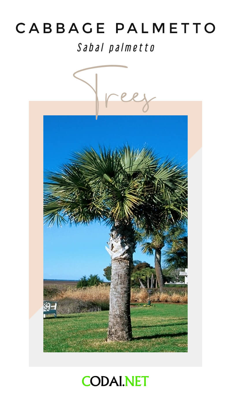 Florida: Cabbage Palmetto (Cabbage Palm, Sabal palmetto, Cây Cọ Bắp Cải)