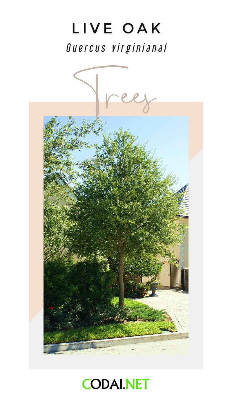 Georgia: Live Oak (Quercus virginianal, Cây Sồi Tươi)