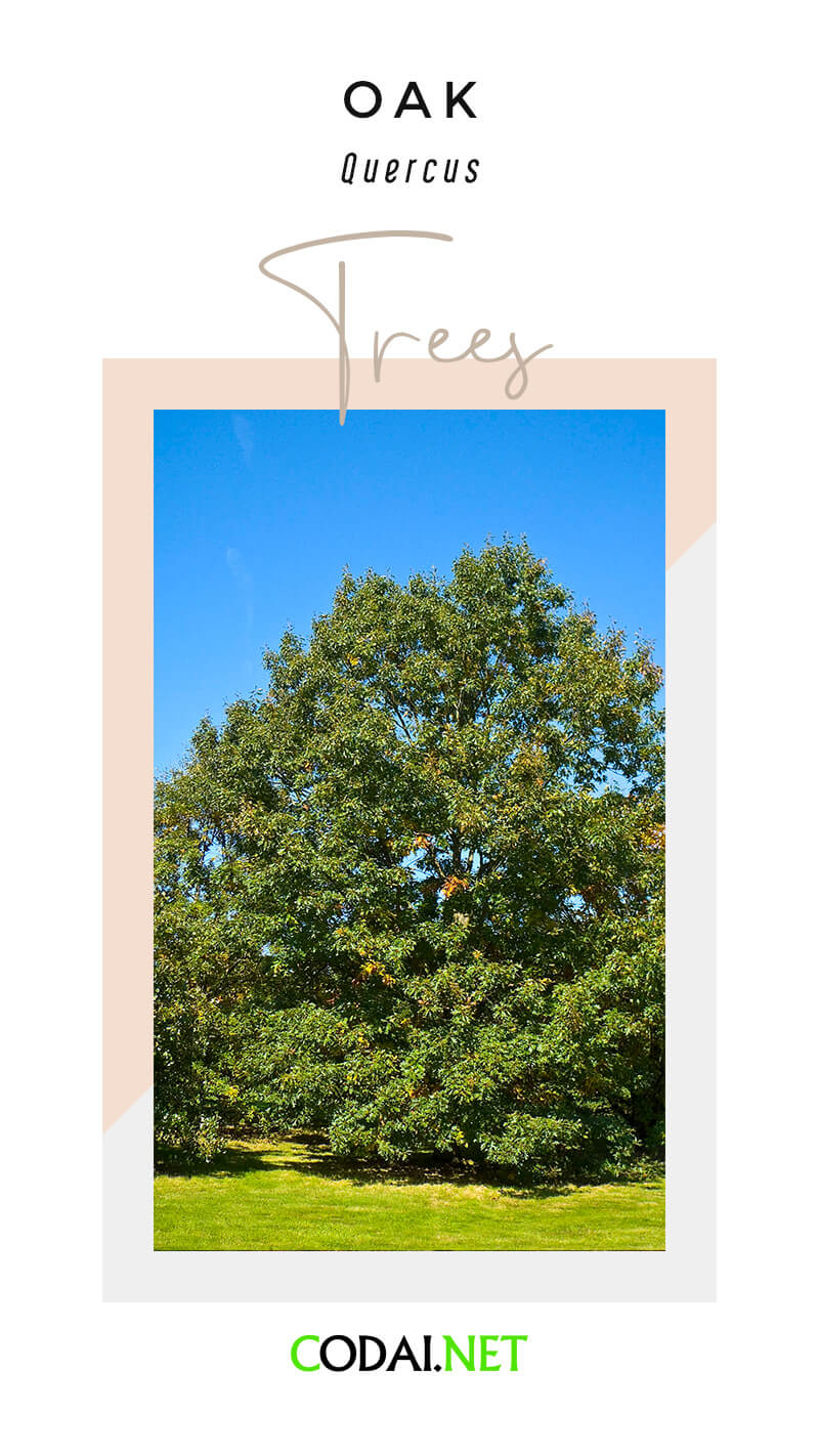 Iowa: Oak (Quercus, Cây Sồi)