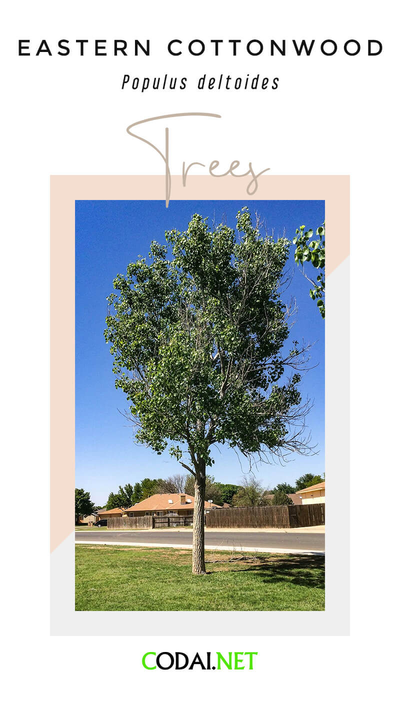 Nebraska: Eastern Cottonwood (Populus deltoides, Cây Gỗ Gòn Miền Ðông)