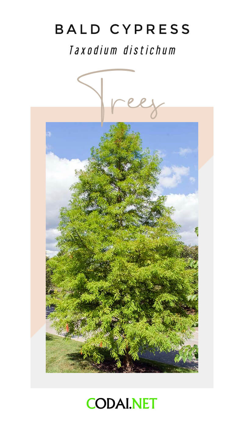 Louisiana: Bald Cypress (Taxodium distichum, Cây Bách Hói)