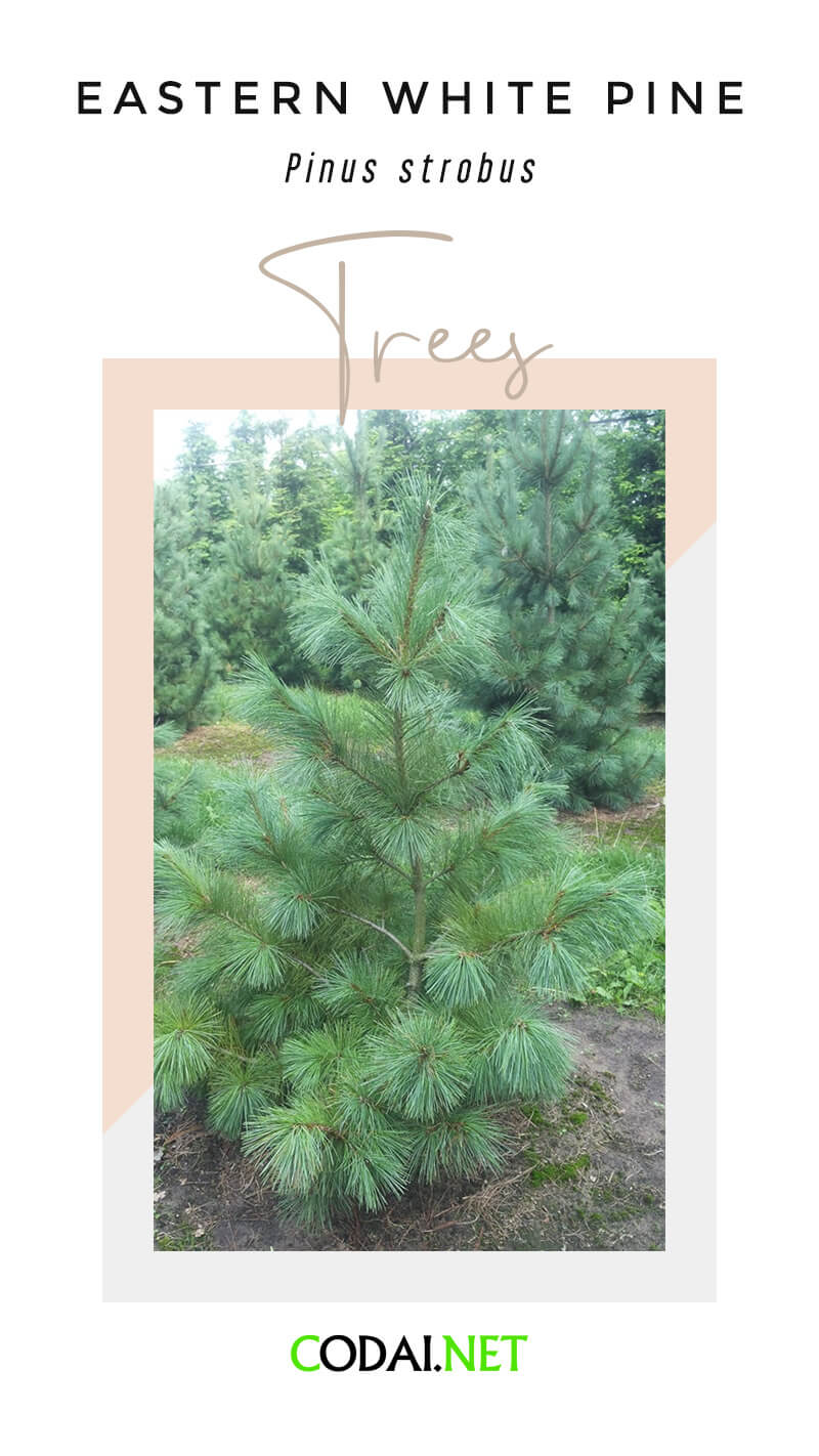 Michigan: Eastern White Pine (Pinus strobus, Cây Bạch Tùng Miền Ðông)