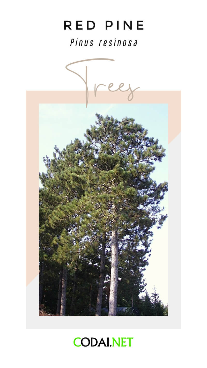 Minnesota: Red Pine (Pinus resinosa, Cây Hồng Tùng)