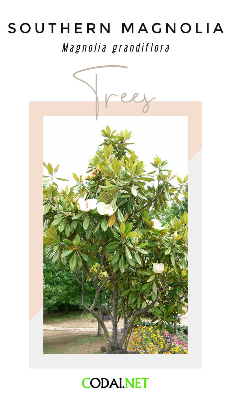 Mississipi: Southern Magnolia (Magnolia grandiflora, Cây Mộc Lan Miền Nam)