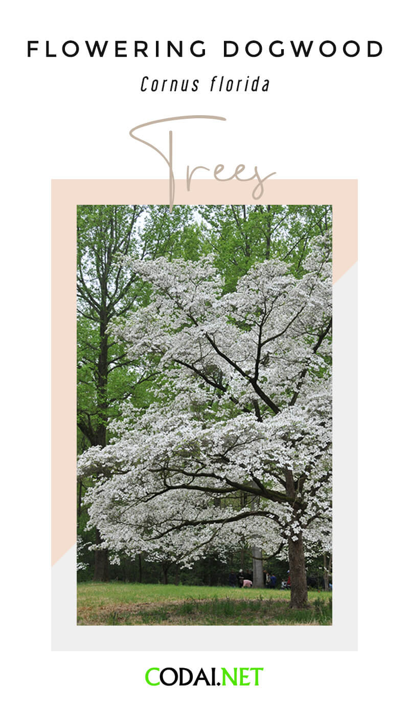 Missouri: Flowering Dogwood (Cornus florida, Cây Cầy Hoa)