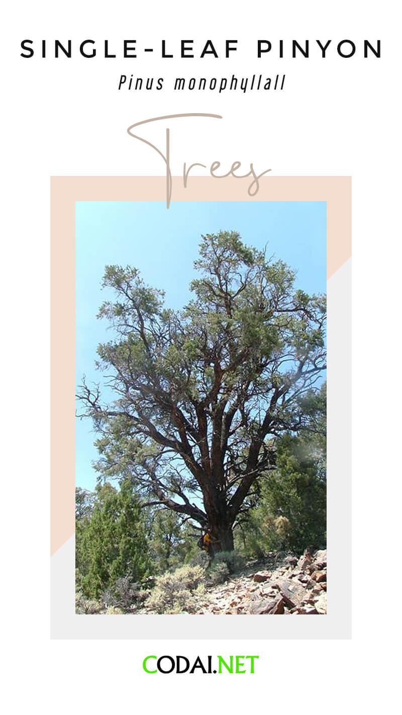 Nevada: Single-leaf Pinyon (Single-leaf pinon, Pinus monophyllall, cây Tùng Lá Ðơn)