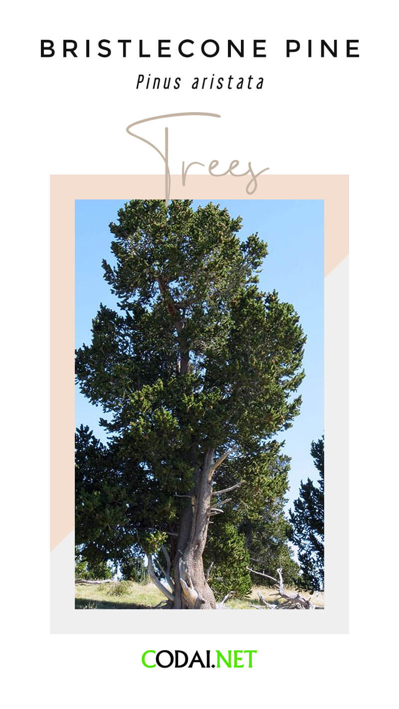 Bristlecone Pine (Pinus aristata, cây Tùng Dai)