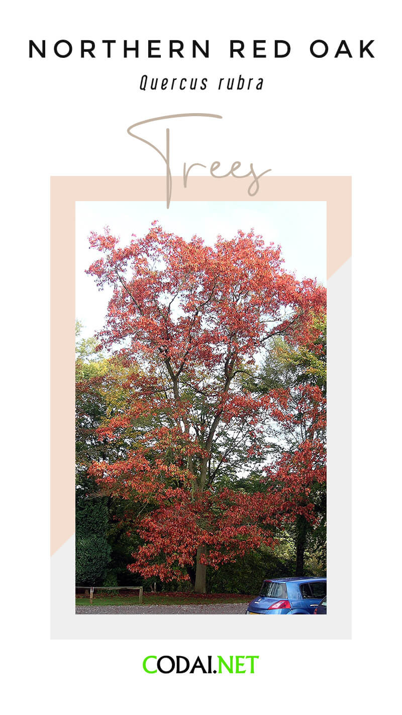 New Jersey: Northern Red Oak (Red Oak, Quercus rubra, Cây Hồng Sồi Miền Bắc)