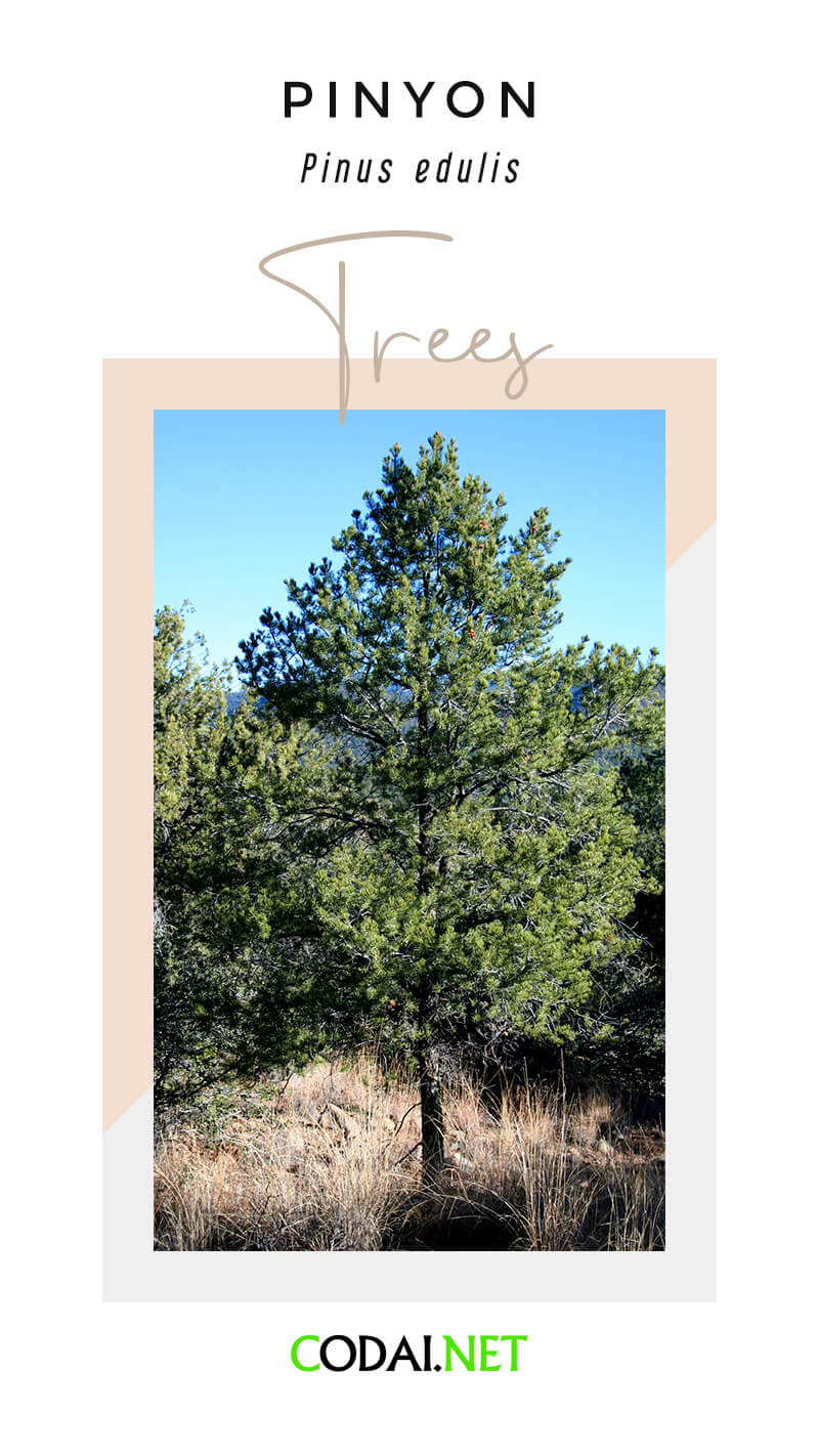 New Mexico: Pinyon (Pinon, Nut Pine, Pinus edulis, Cây Thông Dẻ)