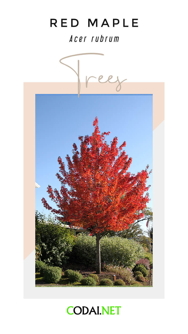 Rhode Island: Red Maple (Acer rubrum, Cây Phong)