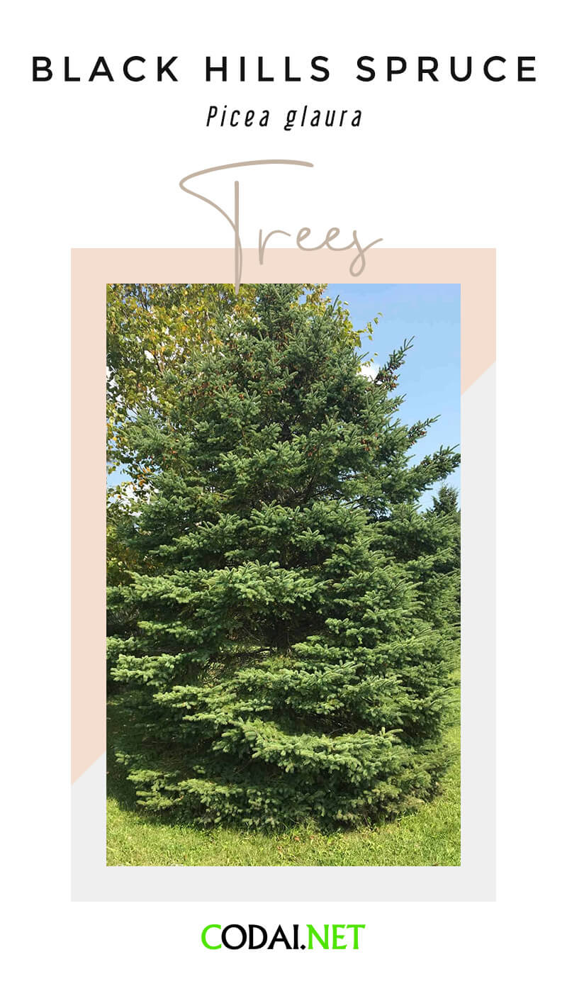 South Dakota: Black Hills Spruce (White Spruce, Picea glaura, Cây Bách Tùng Hắc Sơn)