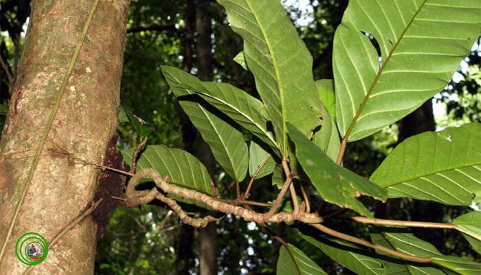 Cây Đa bóp cổ (Ficus sumatrana). Ảnh: Phùng Mỹ Trung