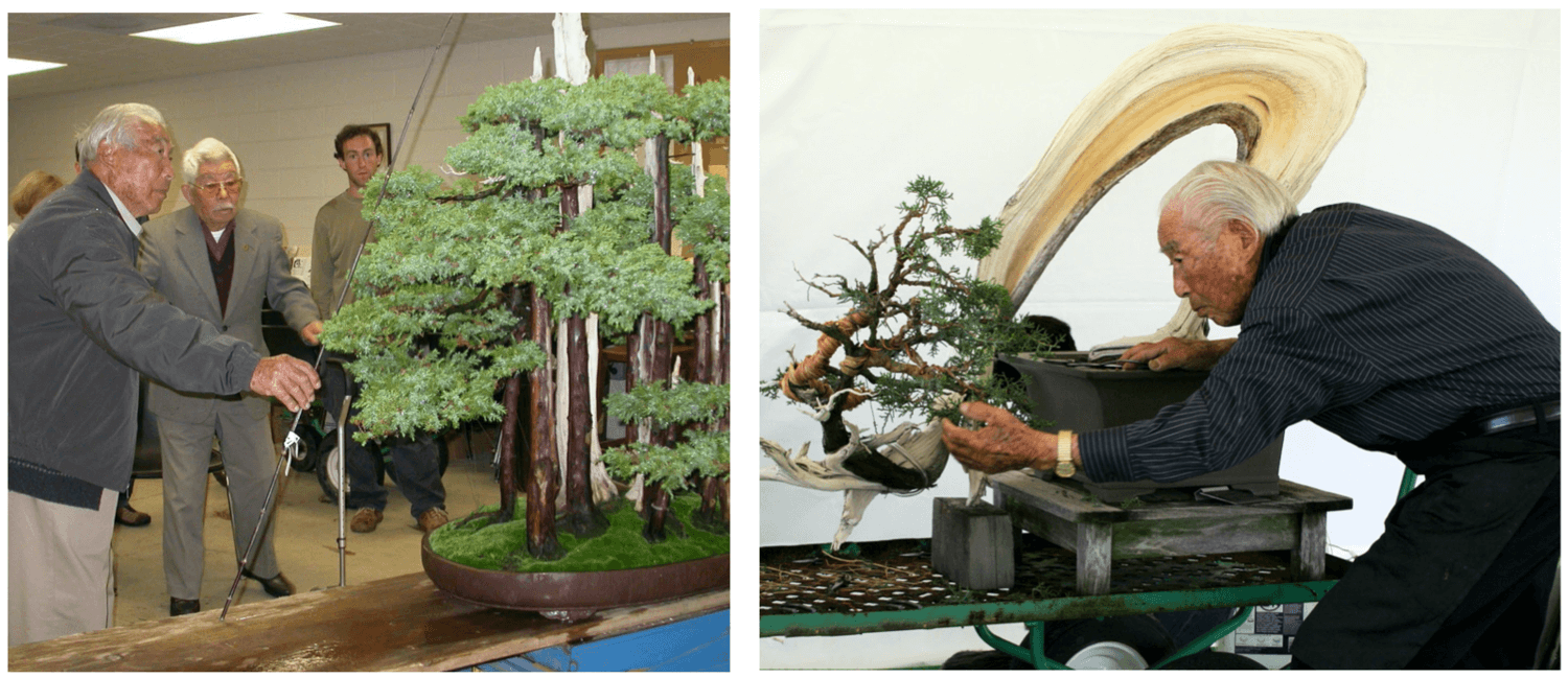 TRÁI: Hirao và John Naka thảo luận về tác phẩm phong cách rừng của Naka: “Goshin” (hay “người bảo vệ tinh thần”, "Protector of the spirit")  PHẢI: Vào năm 2011, Hirao đã tạo dáng lại cây bách xù mà anh đã tặng cho Bảo tàng trong North American Bonsai Collection (Bộ sưu tập Bonsai mới của Bắc Mỹ.)  Ảnh từ USNA