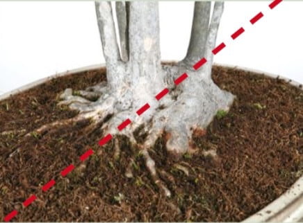 The lower trunk shows that there is no spreading nebari on the righthand side. This could be solved by root grafting