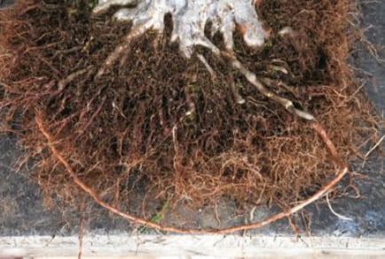 After untangling the roots, one strong root has been found. The roots are in a good condition