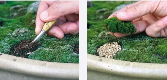Remove the fertiliser and affected soil, add some fresh soil. Moss is placed on top of the soil to make it look more attractive
