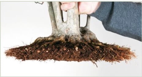 In order to plant it in a shallow pot, the root ball has been pruned back at the base quite strongly. If this is done regularly, the nebari will develop quickly