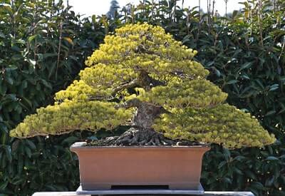 Japanese white pine (Cây Thông Trắng Nhật Bản, Pinus parviflora)