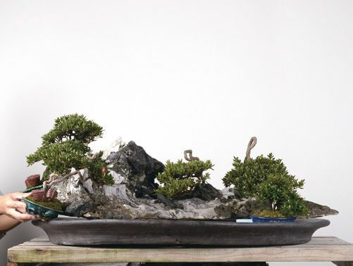In order make the peak the of the rock stand out, a number of small trees are planted around it. Each of them are styled and refined trees, showing the artistic determination of Mr Isobe