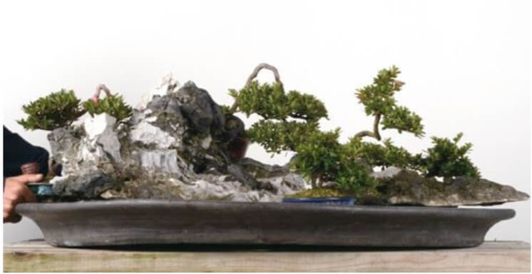  Even by pulling down the branches with wire and changing the planting angles so they are below the peak of the rock, Mr Isobe is far from happy with this image