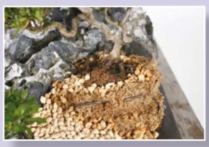A wire is used to hold the sphagnum and soil in place, over the top of which, decorative moss will surely be placed