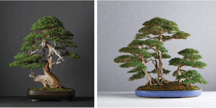 Bên trái: Cây Juniperus chinensis var. Sargentii thuộc bộ sưu tập Nhật Bản, được quyên tặng bởi Kenichi Oguchi (Japan); Bên phải: Một cây Serissa japonica, bộ sưu tập Penjing, được quyên tặng bởi Lui Shu Ying (Hong Kong). Ảnh: Roger Aziz
