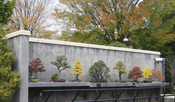 Một cuộc trưng bày tám cây cảnh tại Bonsai Exhibition Garden. (Vườn Triển lãm Bonsai.)