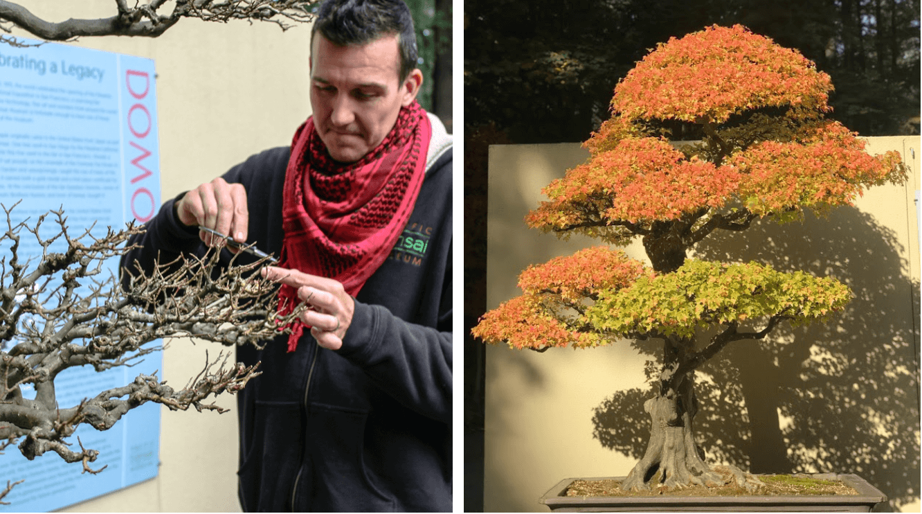 Trái: Aarin Packard đang cắt tỉa cây phong Domoto (domoto maple); Phải: Cây phong Domoto (được đào tạo từ năm 1850) trong trạng thái đầy lá và màu sắc