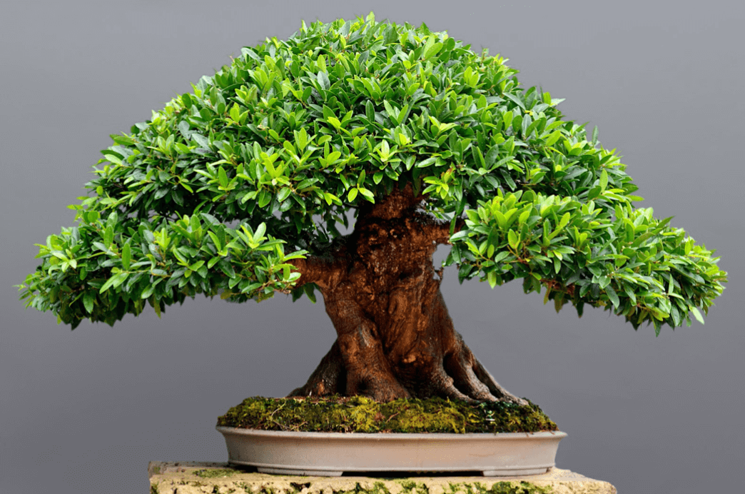 Cây Ficus exotica (Cây chi Sung Exotica) tuyệt đẹp này rộng 4 feet (1,2 mét), được đào tạo từ năm 1972 và được trưng bày tại Epcot’s Flower and Garden Show vào năm 2019.