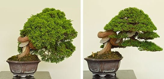 Một cây shohin shimpaku bonsai trước và sau khi được tạo dáng bởi Bjorn Bjorholm