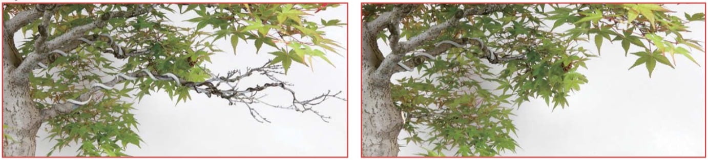 This branch has died completely and is removed from the base. If you notice branches on the back or interior of the tree starting to die off or become weak, lack of water is often the most common cause