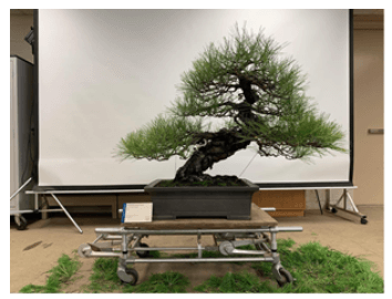 Bài viết về cây thông đen Nhật Bản (Pinus thunbergii) do Saichi Suzuki gửi tặng