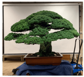 Tỉa thưa và tỉa cấu trúc trên cây thông trắng “Yamaki” (Pinus parviflora)