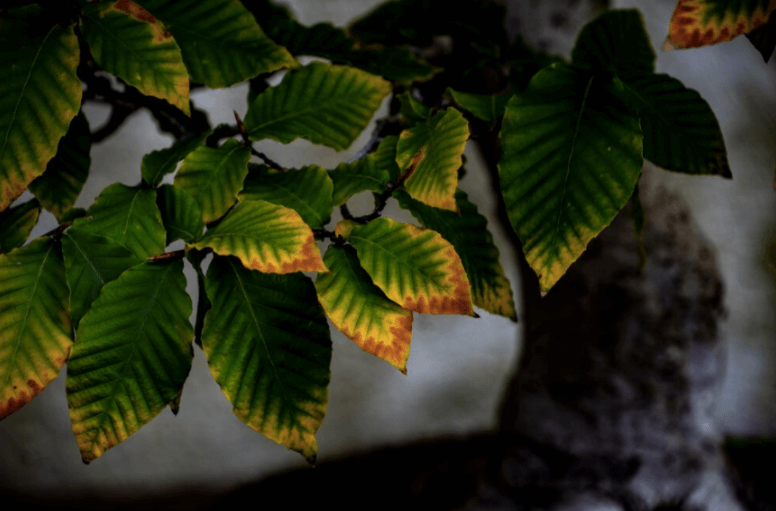 Tôi bị cuốn hút bởi những chiếc lá sồi này, nó cho thấy toàn bộ sự chuyển đổi của mùa thu, từ màu xanh tươi sang màu nâu của mùa đông với một màu vàng nhạt ở giữa.