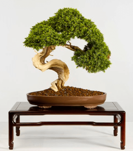 Cây Bách Xù Đồng Cỏ (Juniperus communis ssp. depressa, Pasture Juniper) trong Bảo tàng Cây cảnh & Hòn non bộ Quốc gia (National Bonsai & Penjing Museum) ngày nay. Ảnh: Stephen Voss.