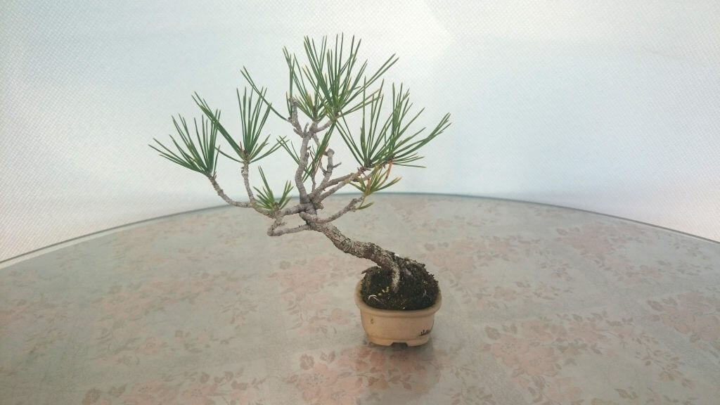 Đây là một cây Akamatsu (Thông Đỏ, Japanese Red Pine) Bonsai khoảng 15 tuổi.