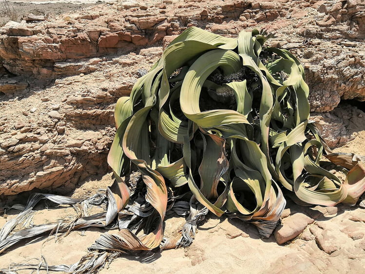 Bách Lan (Welwitschia mirabilis) được cho là có thể sống đến hàng ngàn năm và "có thể bất tử". Ảnh: Tao Wan.
