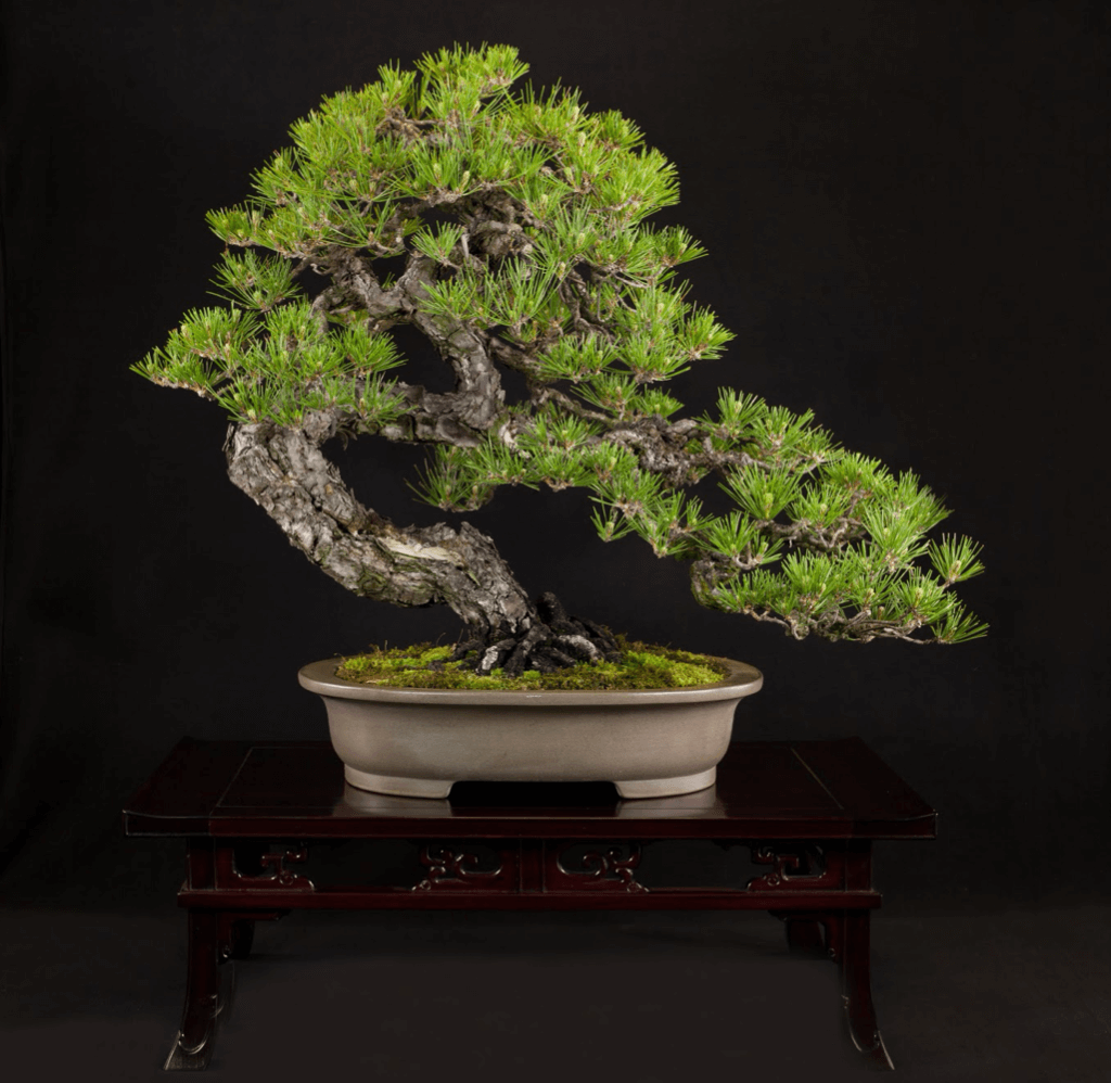 Cây Thông Đen Nhật Bản - Japanese black pine (Pinus thunbergii) của tiến sĩ Ngô Nghi Tôn (Yee-sun Wu, 吴宜孙, Wúyísūn)