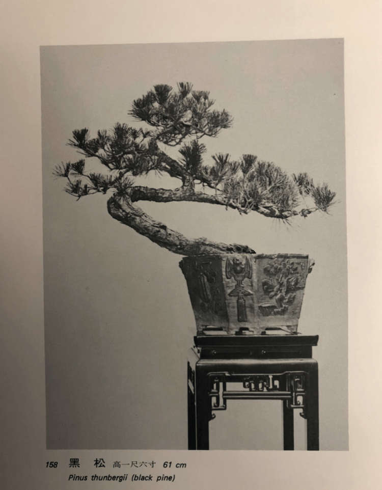 Một bức ảnh chụp cây thông trong chậu ban đầu trong lần xuất bản sách thứ hai của tiến sĩ Wu.