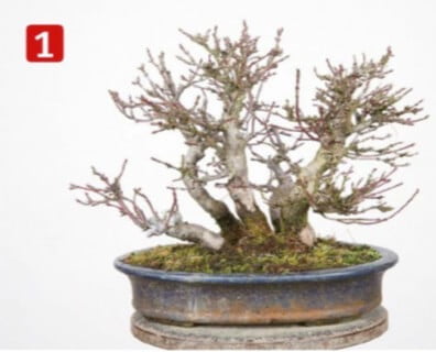 Mountain maple: Height: 15 cm Width: 21 cm Front before work