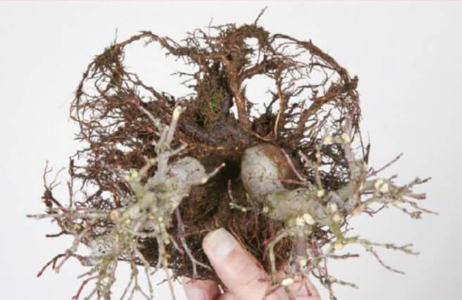 The roots are separated and the two trunks at the rear of the group are separated. It is easy to do as they have yet to fuse together. It feels as though they were added at a later date