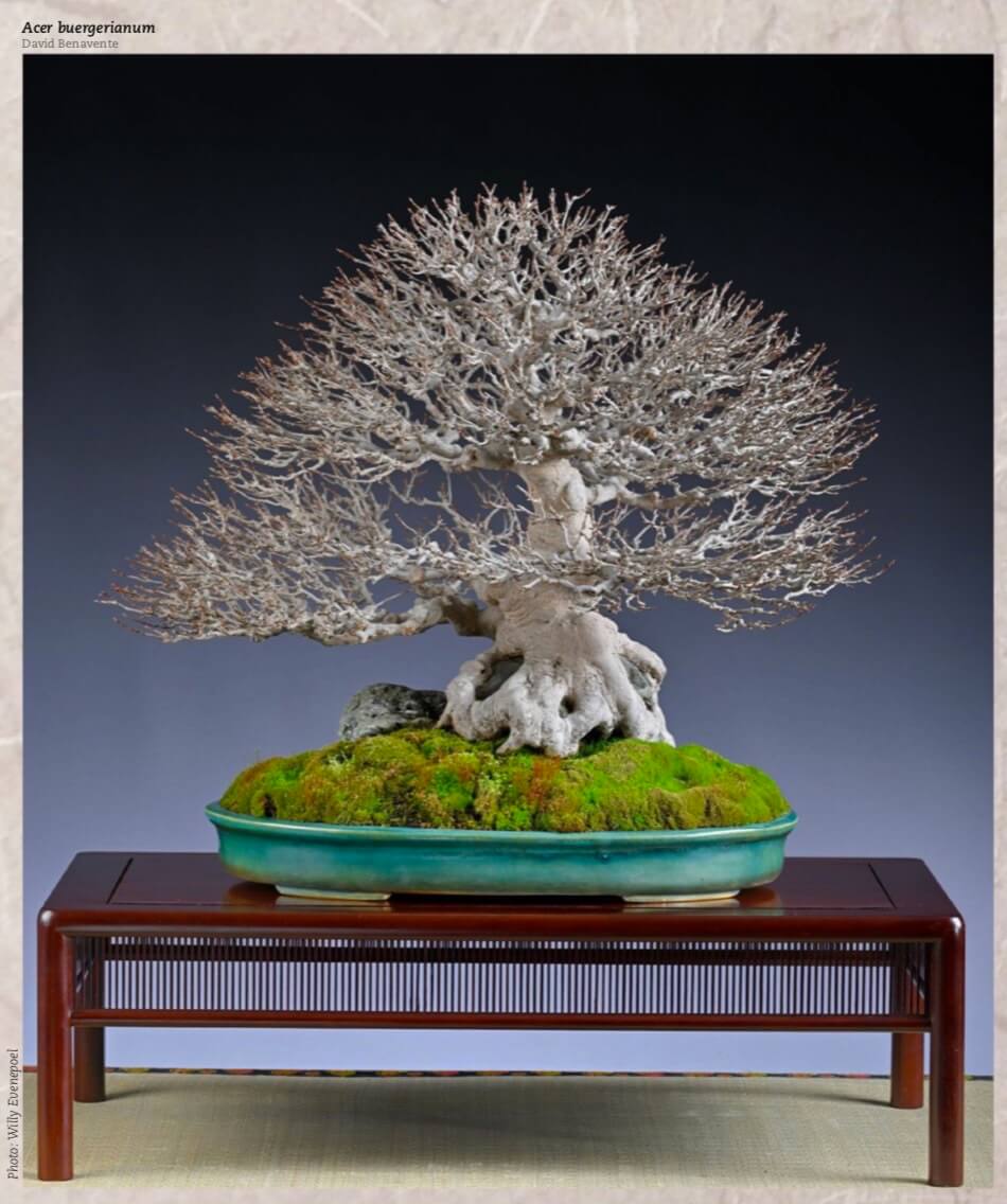 Phong Ba Thuỳ, Phong Tam Giác, Phong Đinh Ba (Trident Maple, Acer buergerianum) - David Benavente 