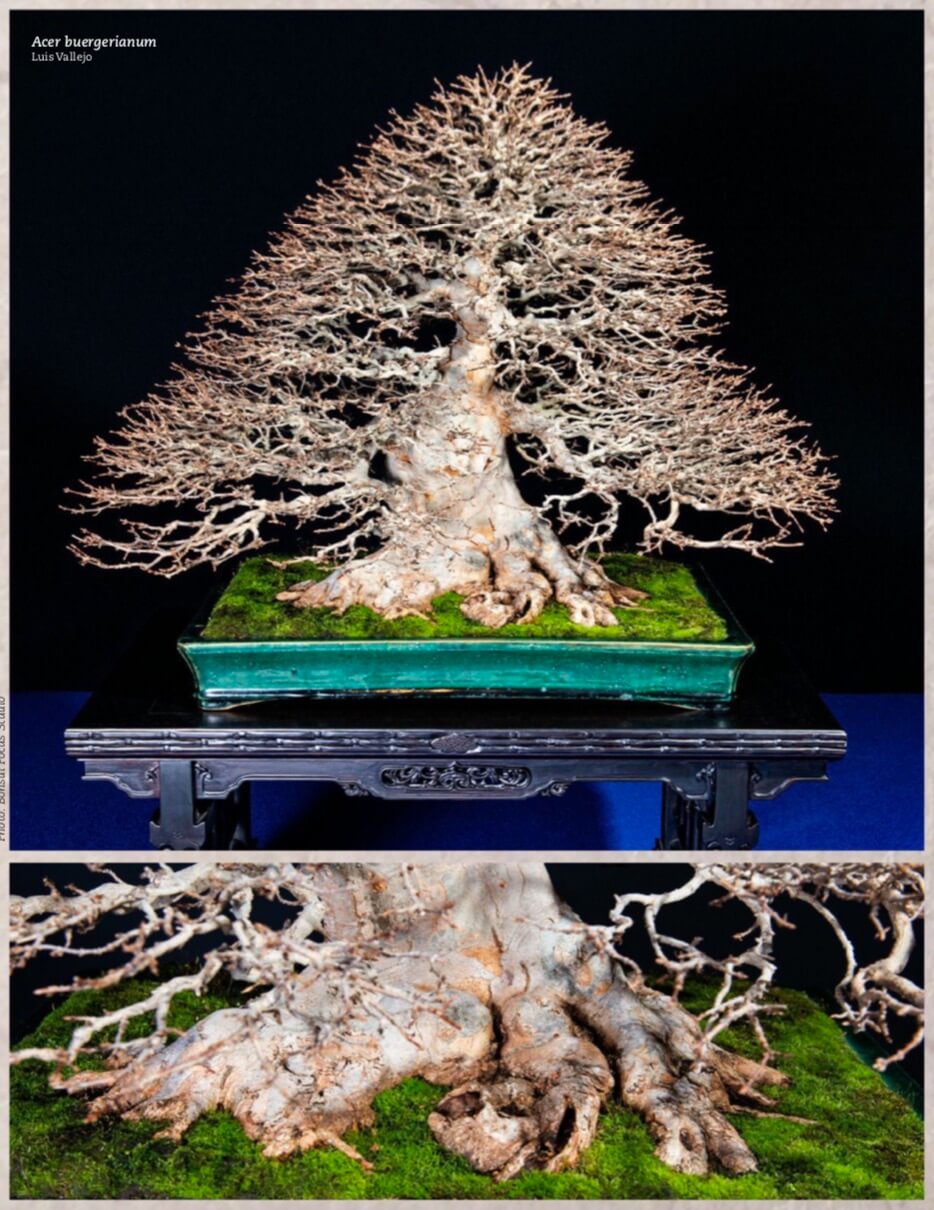 Phong Ba Thuỳ, Phong Tam Giác, Phong Đinh Ba (Trident Maple, Acer buergerianum) - David Benavente