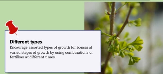 Different types Encourage assorted types of growth for bonsai at varied stages of growth by using combinations of fertiliser at different times.
