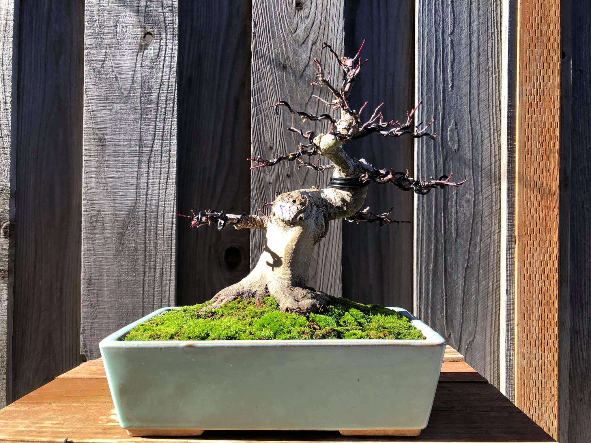 Japanese Maple Deshojo (cây Phong Nhật Bản Deshojo) - Uan Ha