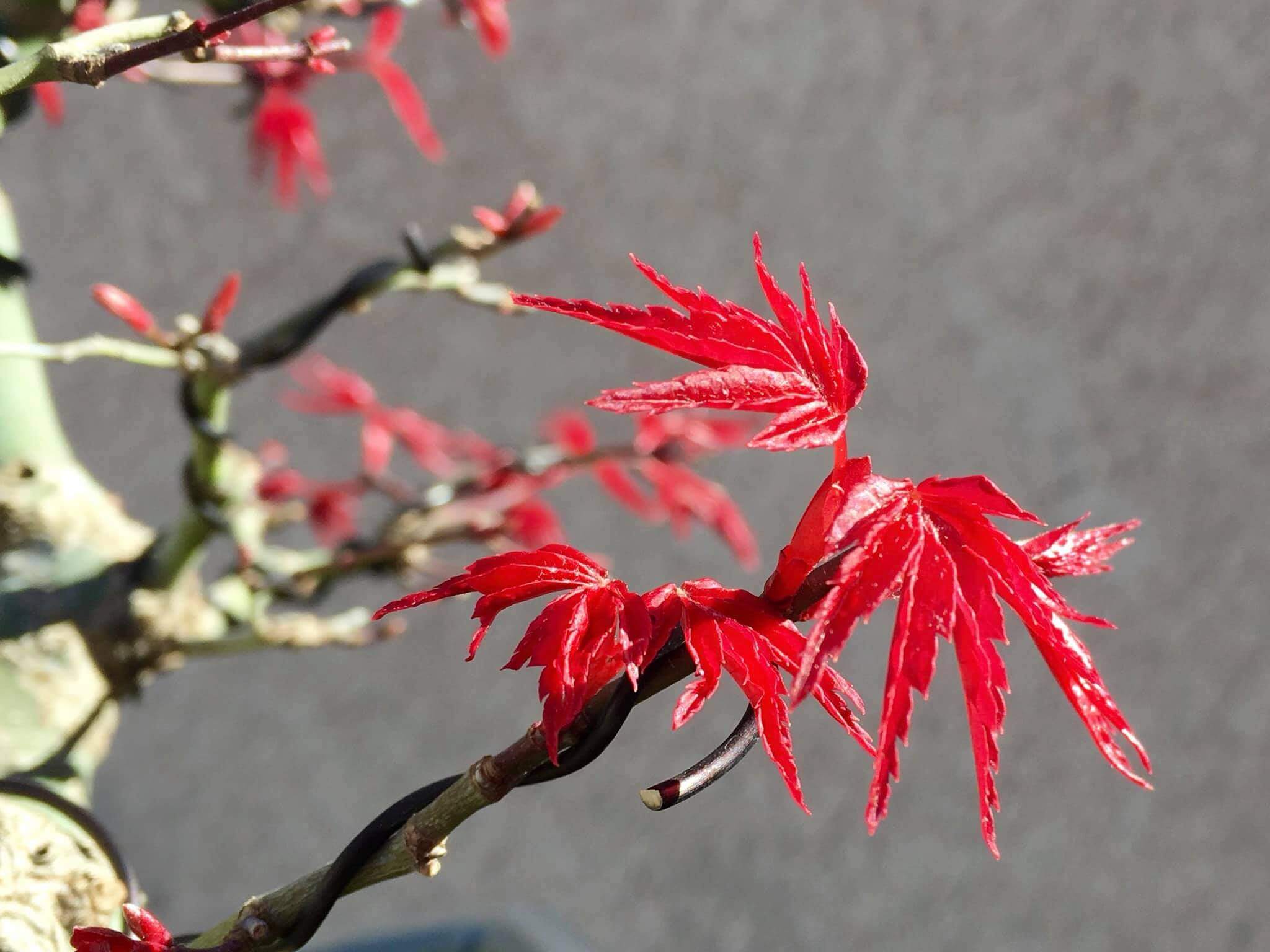 Japanese Maple Deshojo (cây Phong Nhật Bản Deshojo) - Uan Ha