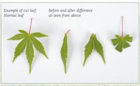 Example of leaf cutting. On the left side is the normal size leaf, the right side has been cut in a variety of ways. As long as some of the leaf remains, the result will be the same