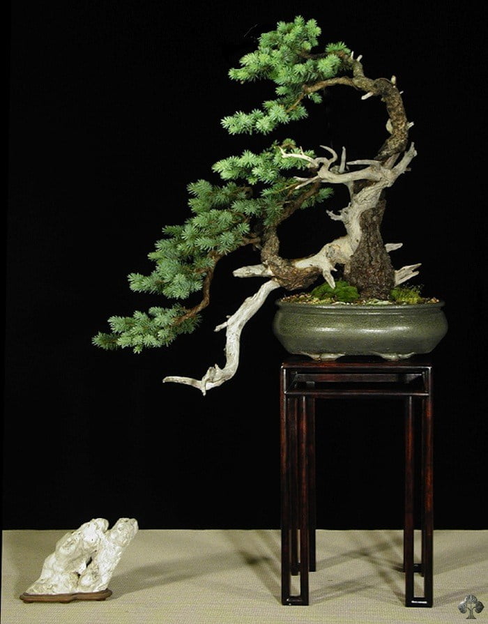 Blue Spruce (Han-Kengai)
