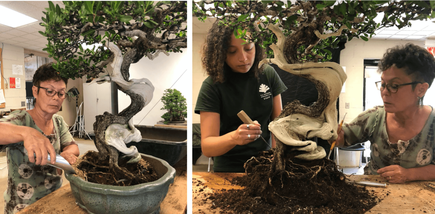 Tình nguyện viên của Bảo tàng LeeAnn Duling và Người học việc của Người quản lý thứ nhất Sophia Osorio đang thay chậu một trong những cây Buttonwood (cây Gỗ Nút, Platanus occidentalis) của Mary.