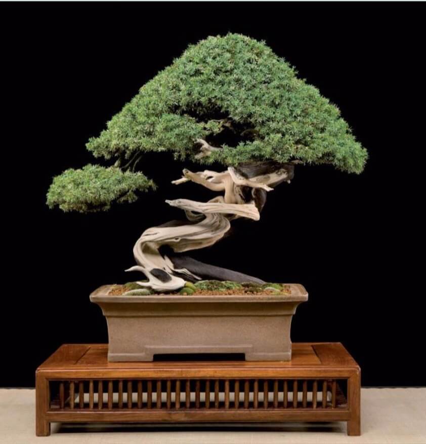 uniperus communis Height: 65 cm / 251⁄2" These communis trees are difficult to create as bonsai. The movement of the deadwood is amazing.